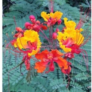 CAESALPINIA PULCHERRIMA 'MEXICAN FLAME' - Dwarf Poinciana - Peacock Flower