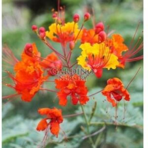 CAESALPINIA PULCHERRIMA 'MEXICAN FLAME' - Dwarf Poinciana - Peacock Flower