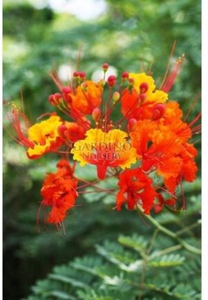 CAESALPINIA PULCHERRIMA 'MEXICAN FLAME' - Dwarf Poinciana - Peacock Flower