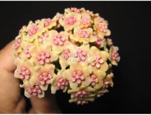 HOYA DIVERSIFOLIA