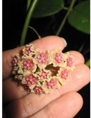 HOYA DIVERSIFOLIA