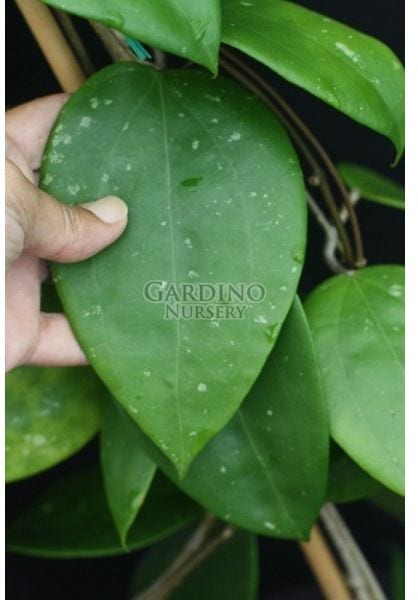 HOYA CITRINA IML 0734