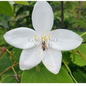 BAUHINIA ACUMINATA - Dwarf White Orchid Tree