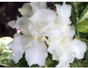 TABERNAEMONTANA DIVARICATA VARIEGATA 'FLORE PLENO' - Variegated Double Crepe Jasmine