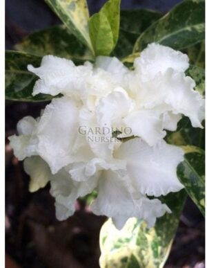 TABERNAEMONTANA DIVARICATA VARIEGATA 'FLORE PLENO' - Variegated Double Crepe Jasmine