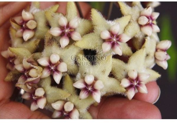 HOYA CORIACEA