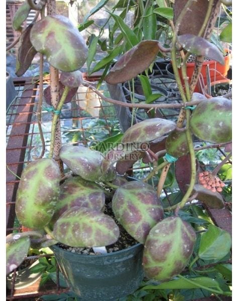 HOYA WAYMANIAE
