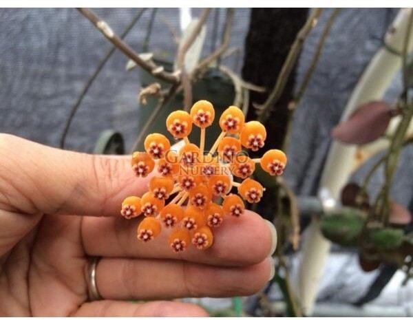 HOYA WAYMANIAE