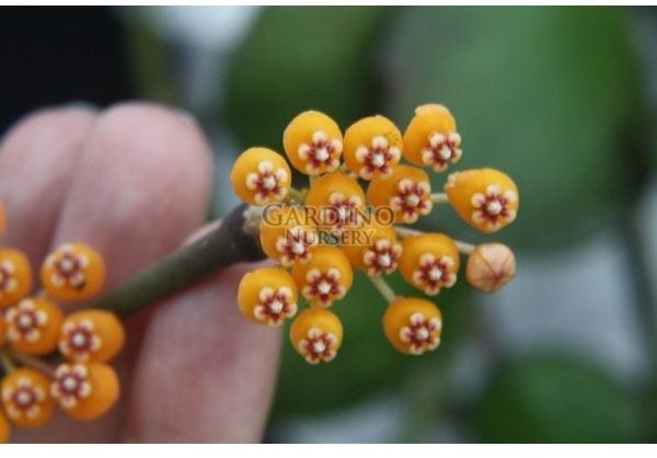 HOYA WAYMANIAE
