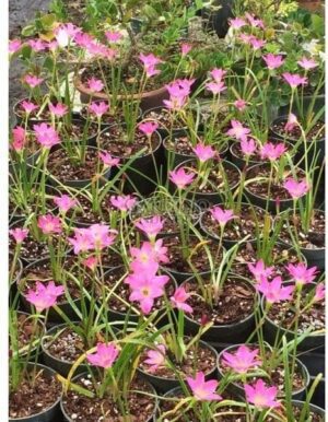 ZEPHYRANTHES SP. 'BRUXITAS' - Pink Rain Lily