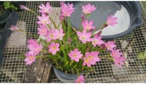 ZEPHYRANTHES SP. 'BRUXITAS' - Pink Rain Lily