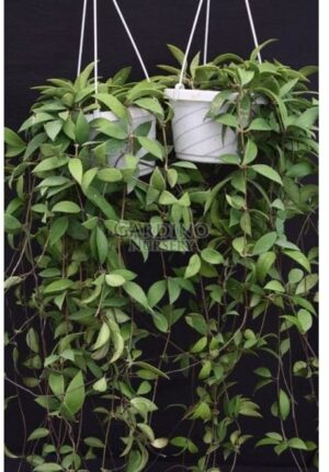 HOYA MICRANTHA