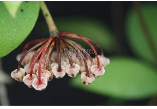 HOYA MICRANTHA