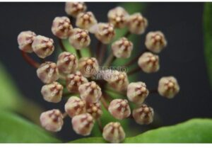 HOYA MICRANTHA