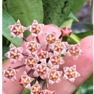 HOYA MICRANTHA