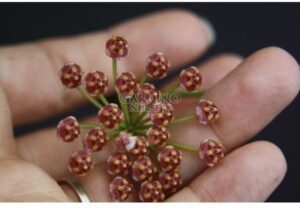HOYA MEMORIA