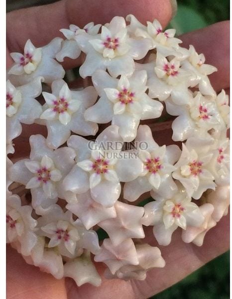 HOYA NERVOSA IML 1818