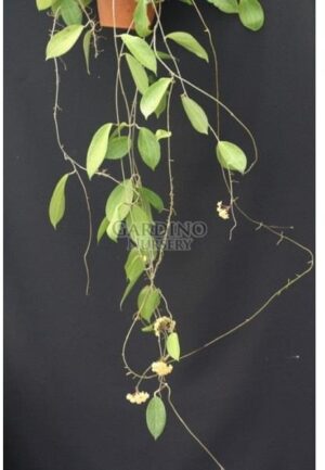 HOYA PERSICINA