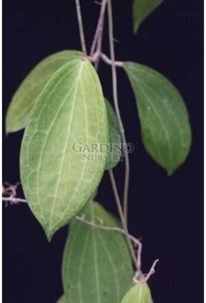 HOYA PERSICINA