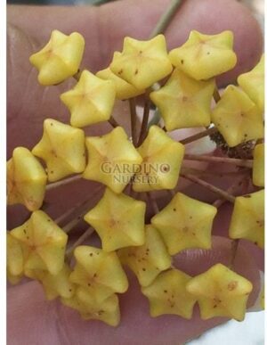 HOYA PERSICINA