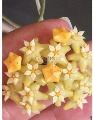 HOYA PERSICINA