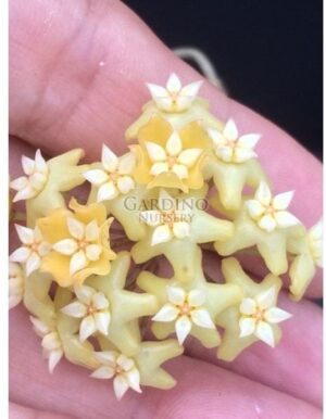 HOYA PERSICINA
