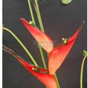 HELICONIA STRICTA 'FIREBIRD' - Dwarf Jamaican Heliconia