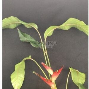 HELICONIA STRICTA 'FIREBIRD' - Dwarf Jamaican Heliconia