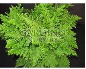 SELAGINELLA EMMELIANA - Spike-Moss