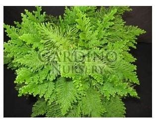 SELAGINELLA EMMELIANA - Spike-Moss