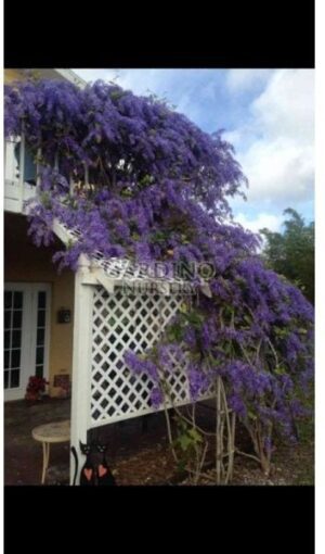 PETREA RACEMOSA - Purple Queens Wreath - Sandpaper Vine