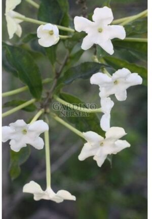 BRUNFELSIA LACTEA - Princess of the Night - Lady of the Night