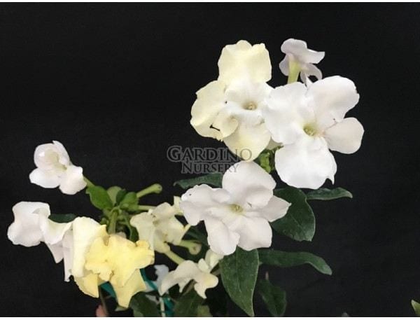BRUNFELSIA LACTEA - Princess of the Night - Lady of the Night
