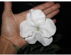 BRUNFELSIA LACTEA - Princess of the Night - Lady of the Night