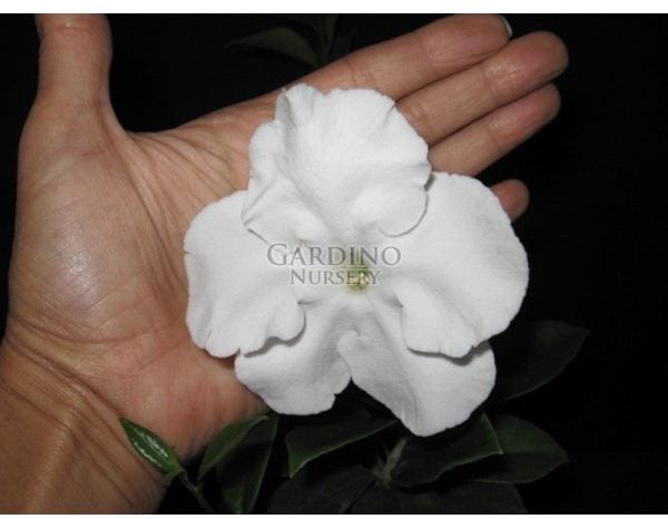 BRUNFELSIA LACTEA - Princess of the Night - Lady of the Night