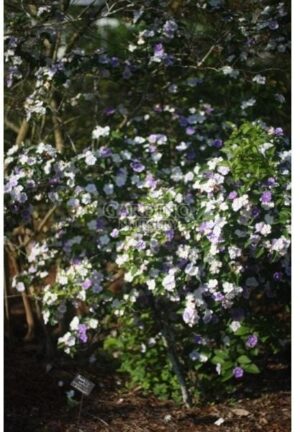 BRUNFELSIA AUSTRALIS - Yesterday Today and Tomorrow