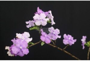 BRUNFELSIA AUSTRALIS - Yesterday Today and Tomorrow