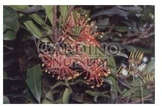 STENOCARPUS SINUATUS - Firewheel Tree