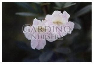 TABEBUIA BAHAMENSIS - White Dwarf Tabebuia