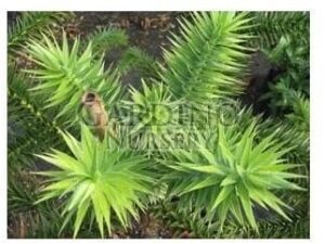 ARAUCARIA ANGUSTIFOLIA - Brazilian Pine