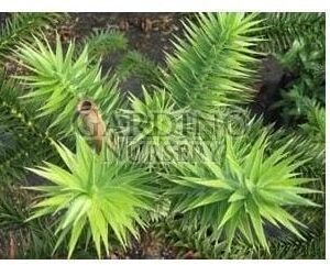 ARAUCARIA ANGUSTIFOLIA - Brazilian Pine