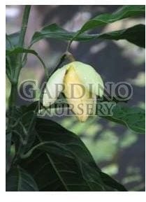 TALAUMA CANDOLLEI - Egg Magnolia - Magnolita