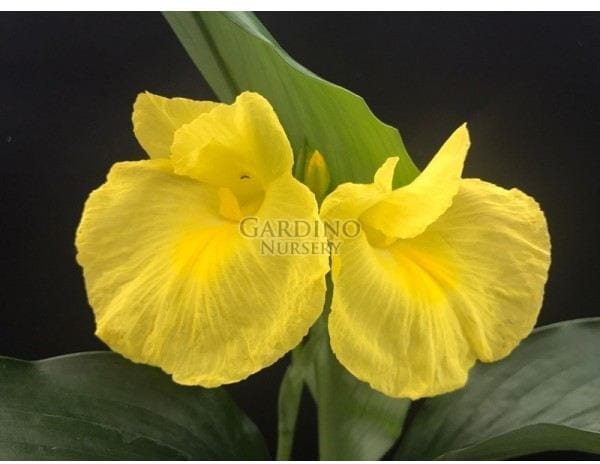 Siphonochilus Decora Yellow Trumpet Ginger Dwarf Ginger Lily 4 Pot Gardino Nursery