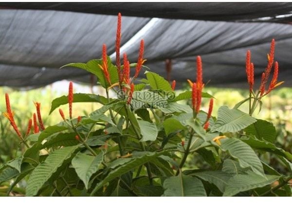 APHELANDRA HARTWEGIANA - Yellow Aphelandra
