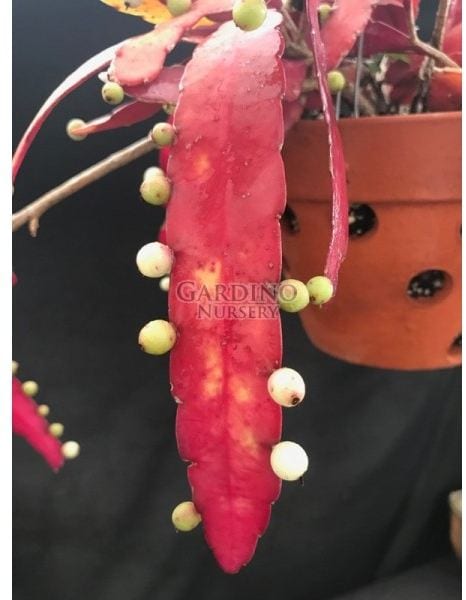 Rhipsalis Ramulosa Samen - Red Vischio Cactus 20+ Samen