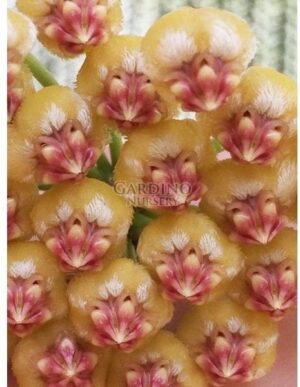 HOYA BICKNELLII IML 1597