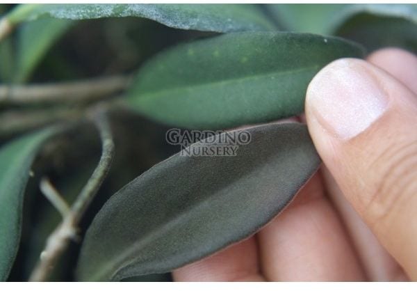 HOYA AFF. BURTONIAE