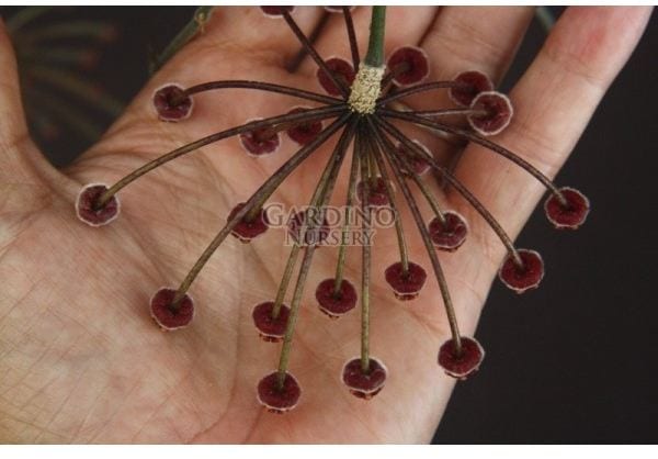 HOYA AFF. BURTONIAE