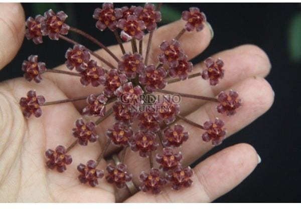 HOYA AFF. BURTONIAE