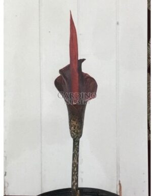 AMORPHOPHALLUS KONJAC - Devil's Tongue - Purple Voodoo Lily